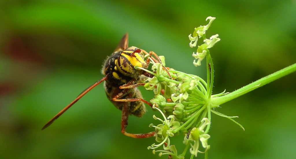 Mierzwica osowata (Spilomyia diophthalma)