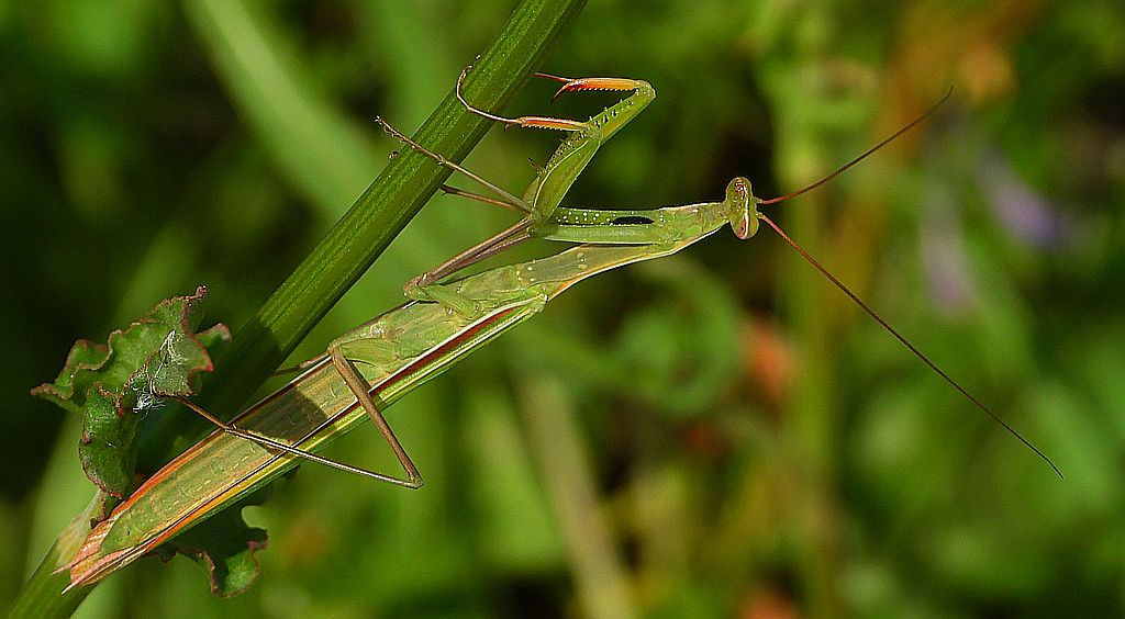 Modliszka zwyczajna, modliszka bigotek, wieszczka czczona (Mantis religiosa)
