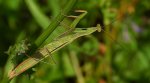 Modliszka zwyczajna, modliszka bigotek, wieszczka czczona (Mantis religiosa)