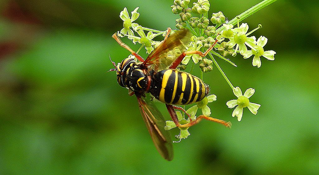 Mierzwica osowata (Spilomyia diophthalma)