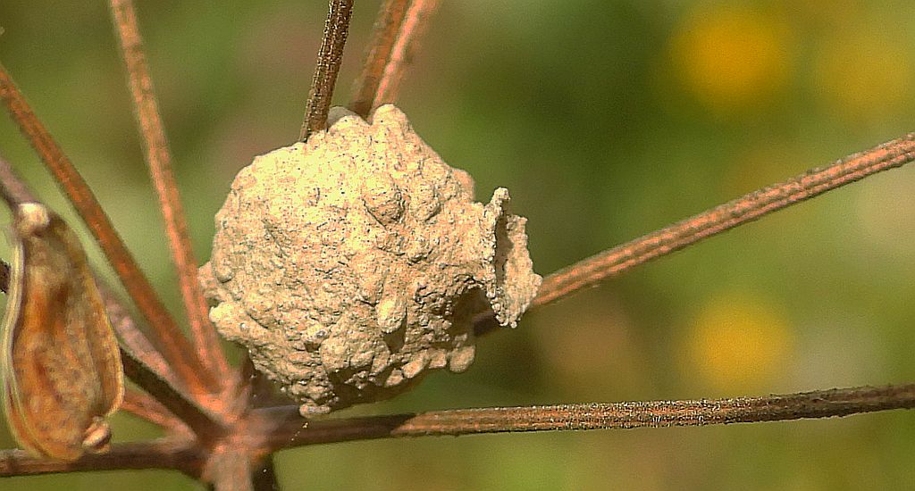 Kopułka (Eumenes sp.)