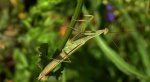 Modliszka zwyczajna, modliszka bigotek, wieszczka czczona (Mantis religiosa)