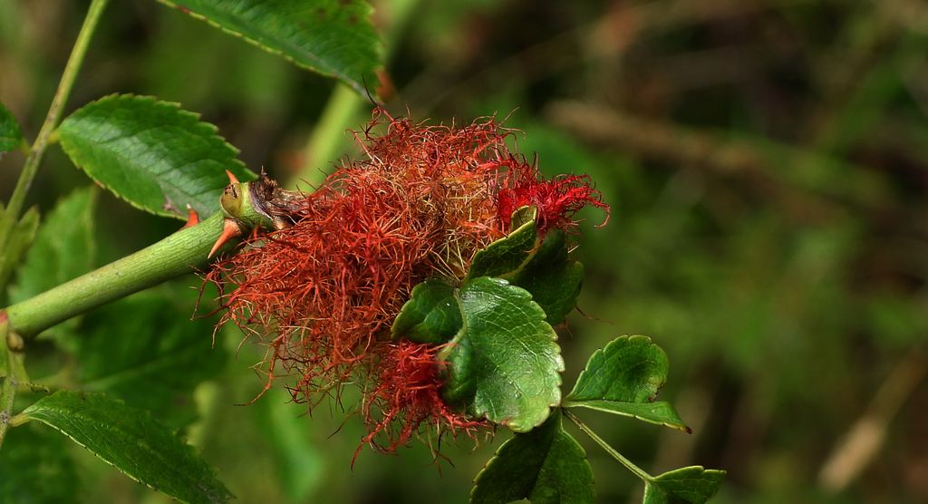 Szypszyniec różany (Diplolepis rosae syn. Rhodites rosae)