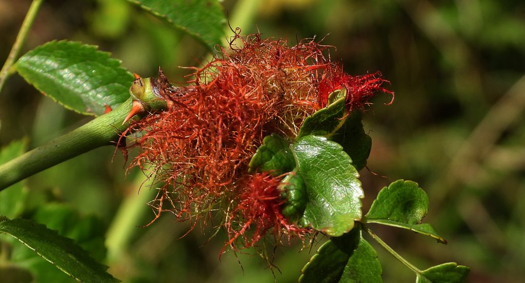 Szypszyniec różany (Diplolepis rosae syn. Rhodites rosae)