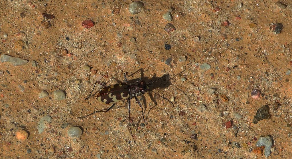 Trzyszcz - Cylindera arenaria viennensis
