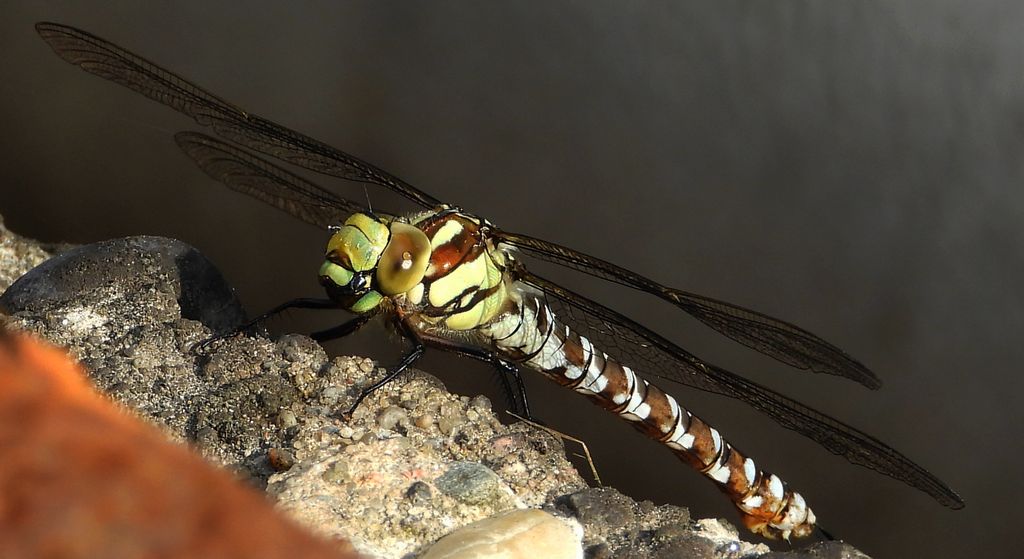 Żagnica północna (Aeshna caerulea)