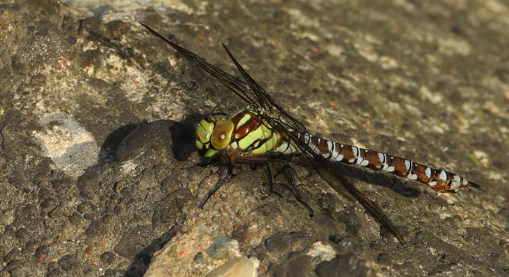 Żagnica północna (Aeshna caerulea)