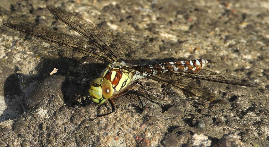 Żagnica północna (Aeshna caerulea)