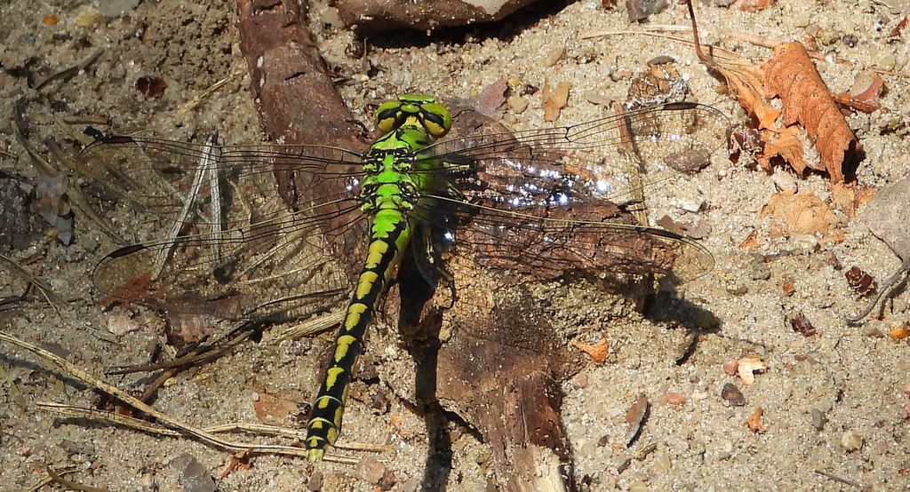 Trzepla zielona (Ophiogomphus cecilia)