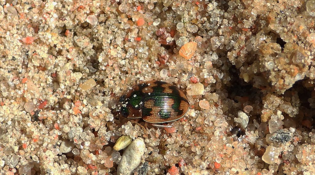 Owalnik nadwodny (Omophron limbatum)