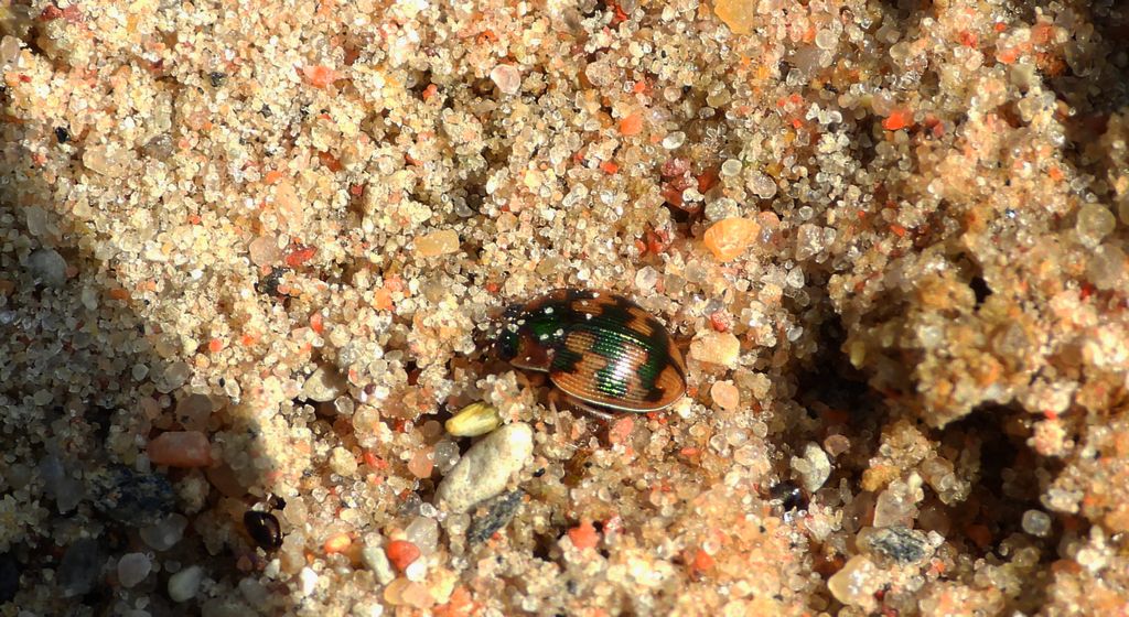 Owalnik nadwodny (Omophron limbatum)