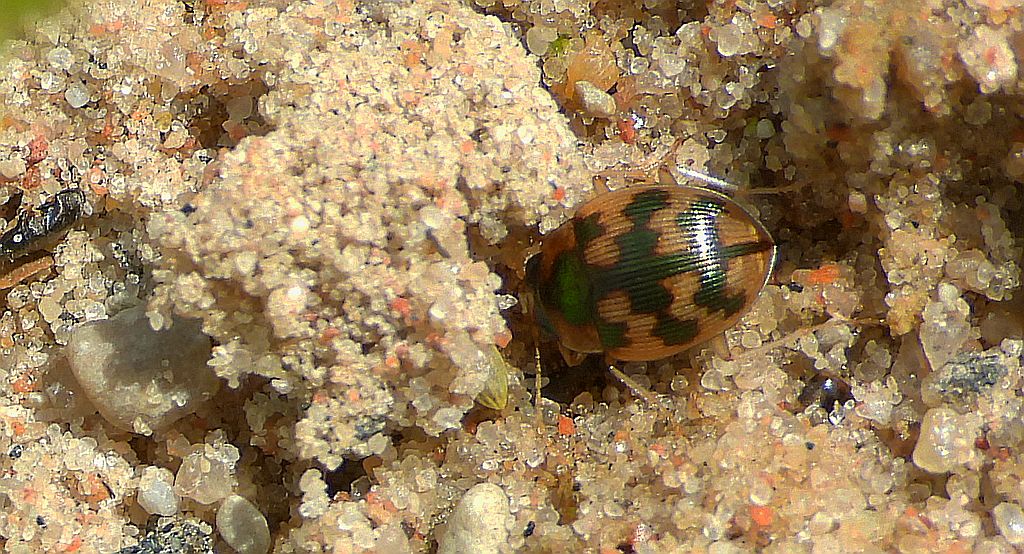 Owalnik nadwodny (Omophron limbatum)