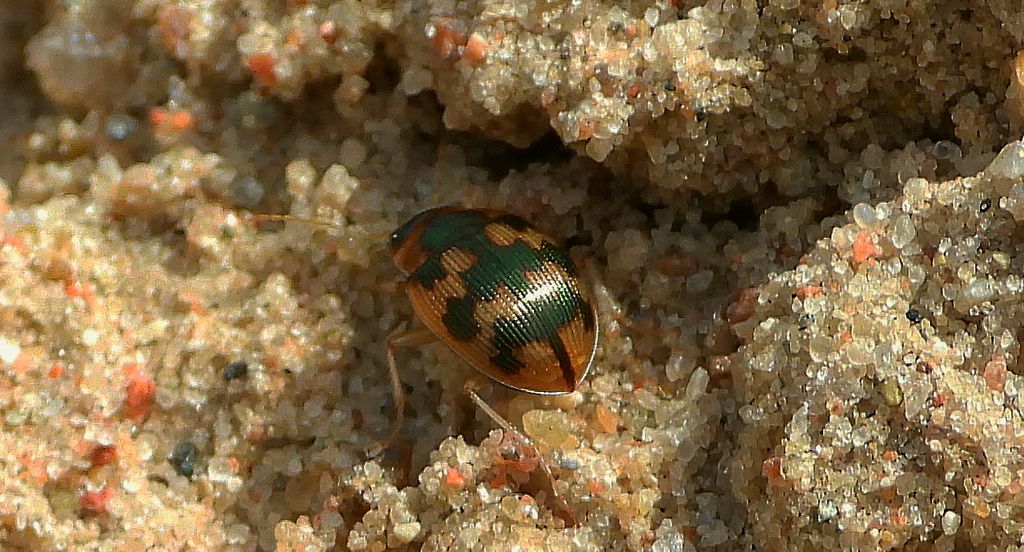 Owalnik nadwodny (Omophron limbatum)