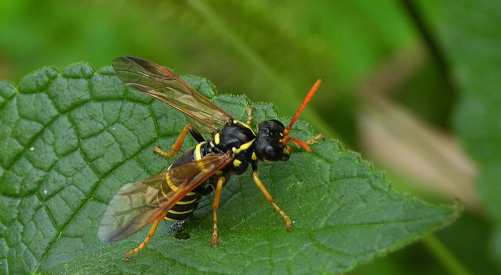 Pilarz osowiec (Tenthredo vespa)