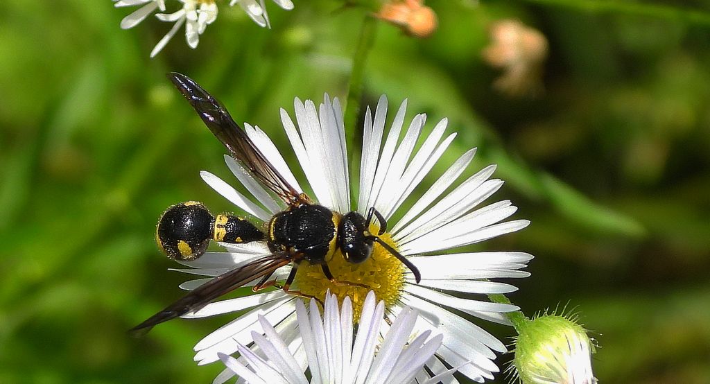Kopułka wrzosówka (Eumenes pedunculatus)