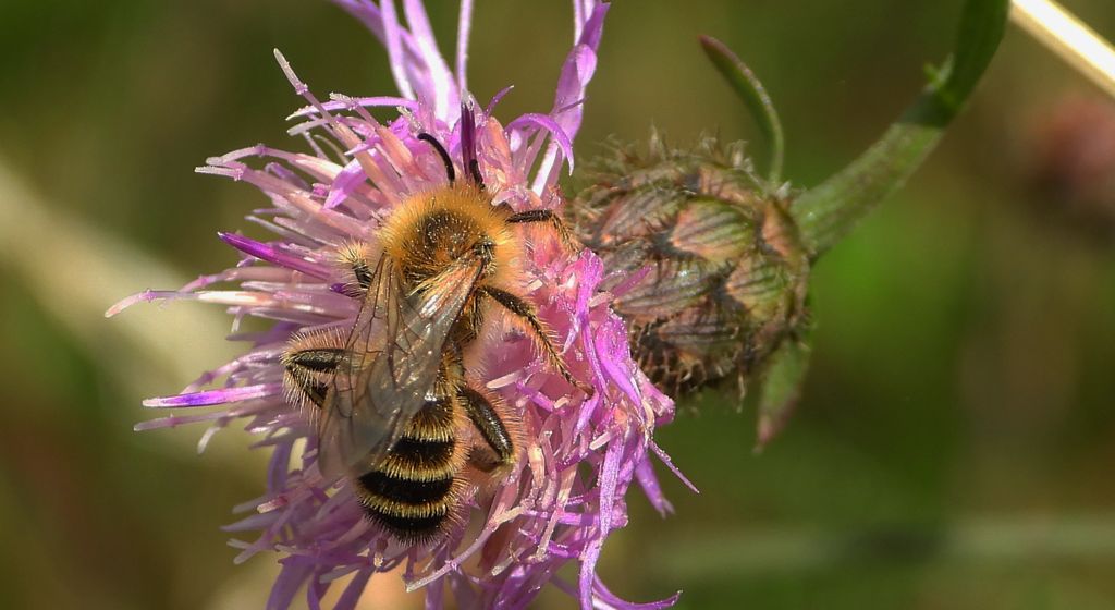 Obrostka letnia (Dasypoda hirtipes)