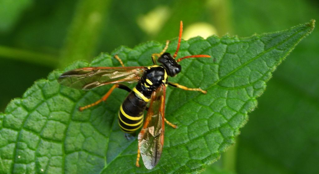 Pilarz osowiec (Tenthredo vespa)