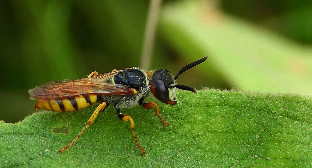 Taszczyn pszczeli (Philanthus triangulum)