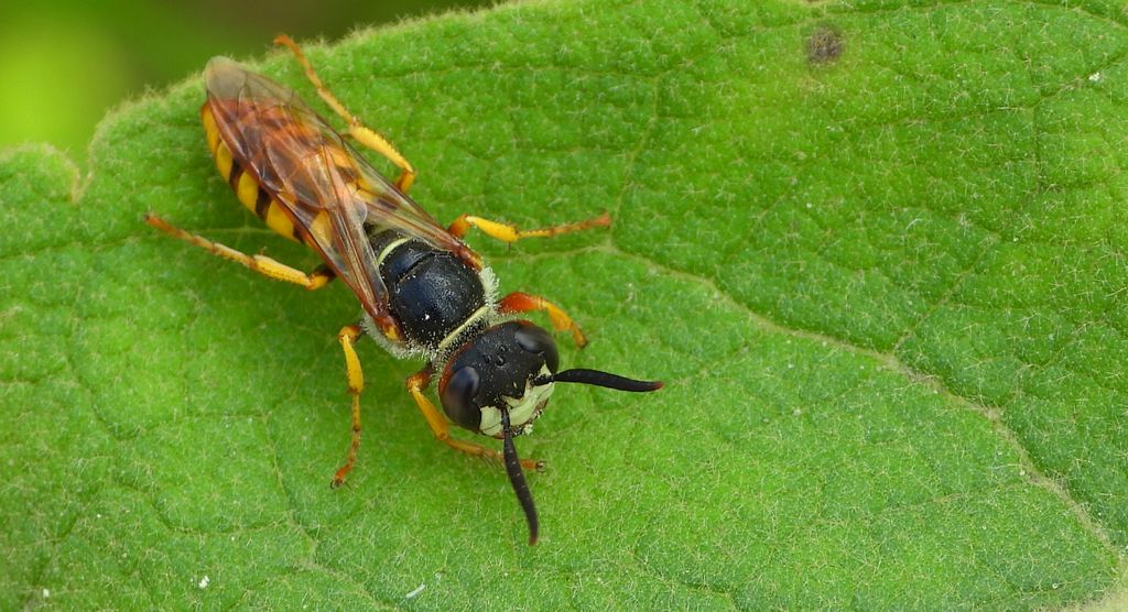 Taszczyn pszczeli (Philanthus triangulum)
