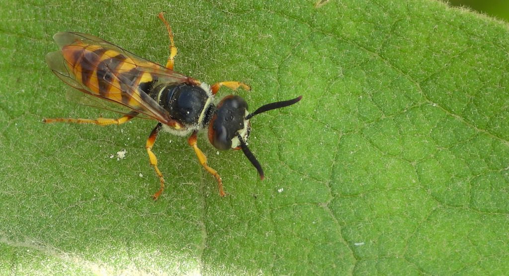 Taszczyn pszczeli (Philanthus triangulum)