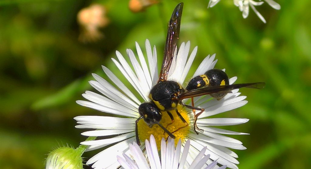 Kopułka wrzosówka (Eumenes pedunculatus)