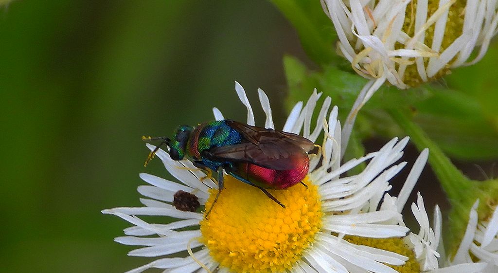 Powabnica blondynka (Hedychrum rutilans)