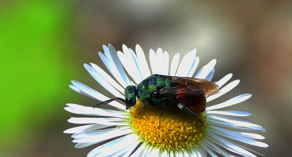 Powabnica piaskowa (Hedychrum nobile)