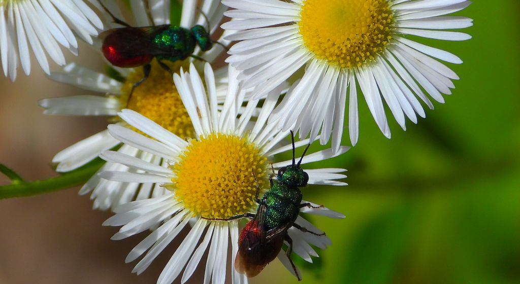 Powabnica piaskowa (Hedychrum nobile)