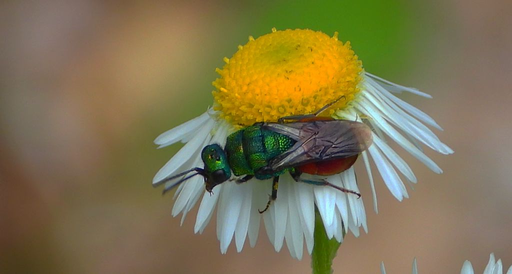 Powabnica piaskowa (Hedychrum nobile)