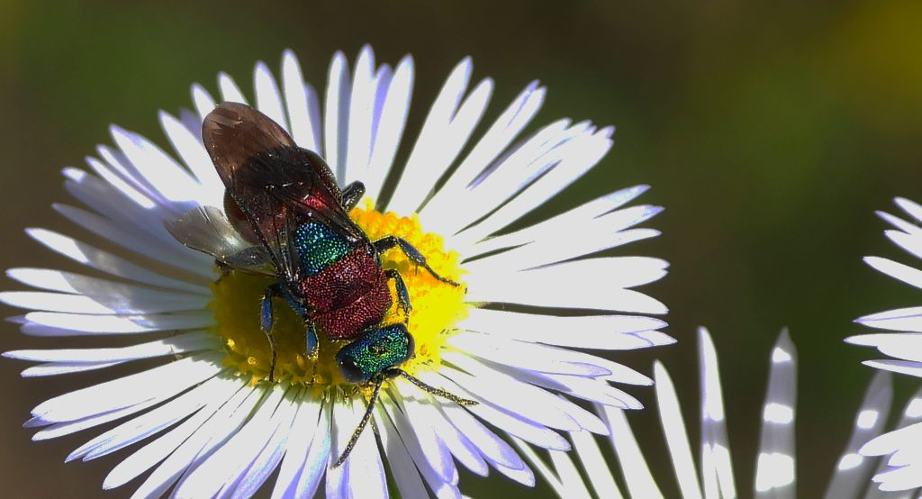 Powabnica piaskowa (Hedychrum nobile)