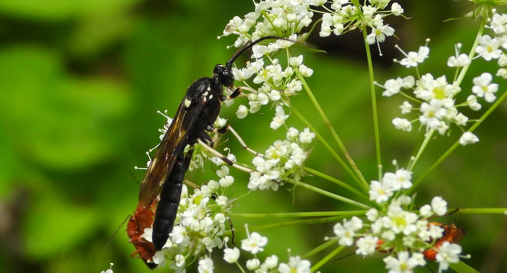 Gąsienicznik poczwarkowiec (Coelichneumon deliratorius)