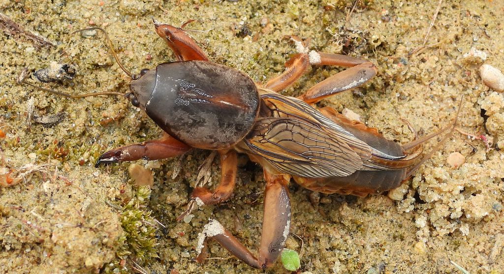 Turkuć podjadek, turkuć pospolity (Gryllotalpa gryllotalpa)