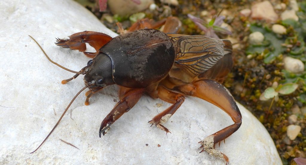 Turkuć podjadek, turkuć pospolity (Gryllotalpa gryllotalpa)