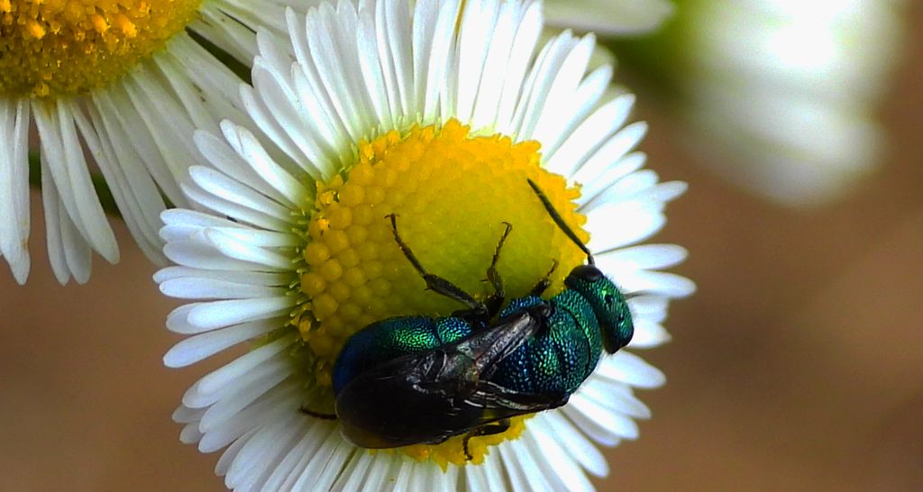 Powabnica niebieska (Hedychrum chalybaeum)