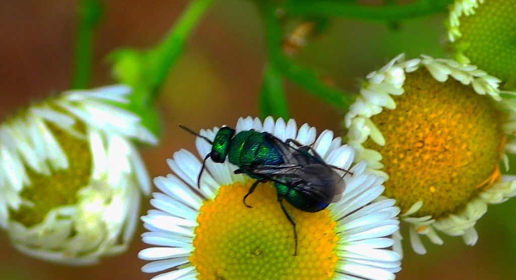 Powabnica niebieska (Hedychrum chalybaeum)