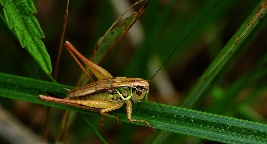 Podłatczyn Roesela (Roeseliana roeseli)