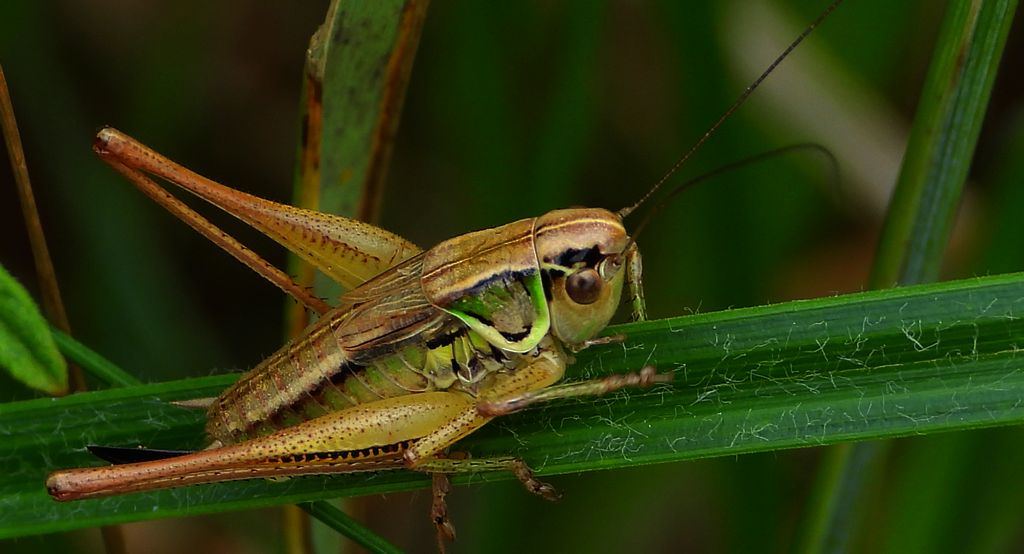 Podłatczyn Roesela (Roeseliana roeseli)