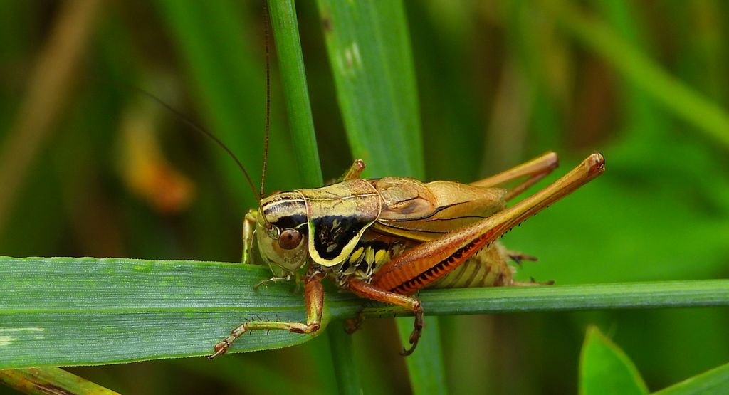 Podłatczyn Roesela (Roeseliana roeseli)