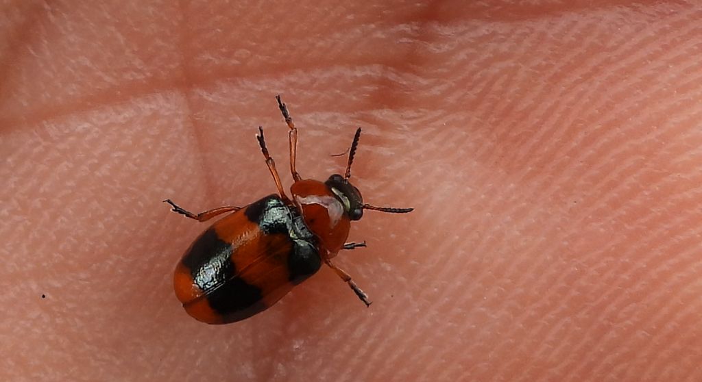 Głowienka baldaszkówka (Coptocephala unifasciata)