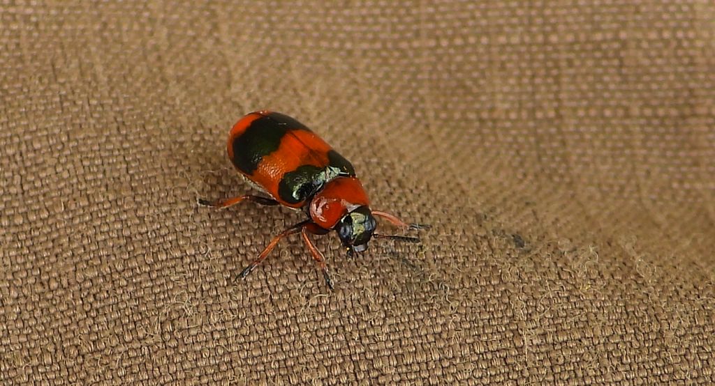 Głowienka baldaszkówka (Coptocephala unifasciata)