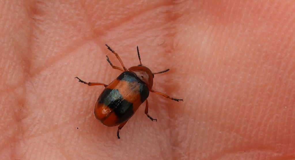 Głowienka baldaszkówka (Coptocephala unifasciata)