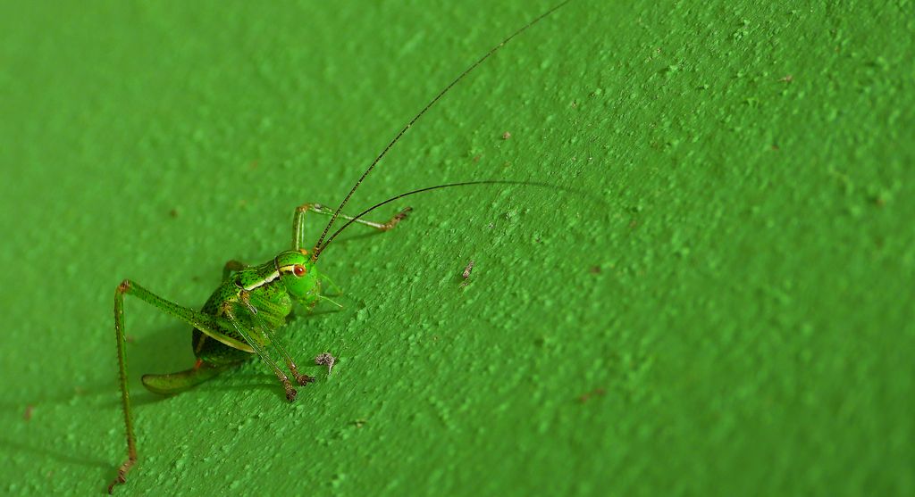 Opaślik sosnowiec (Barbitistes constrictus)