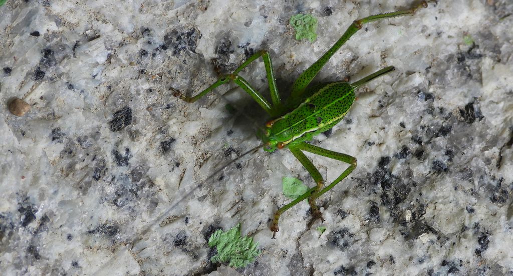 Opaślik sosnowiec (Barbitistes constrictus)