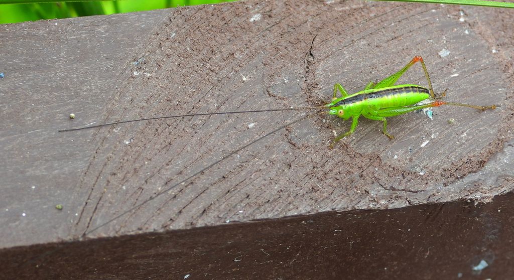 Miecznik łąkowy (Conocephalus dorsalis)