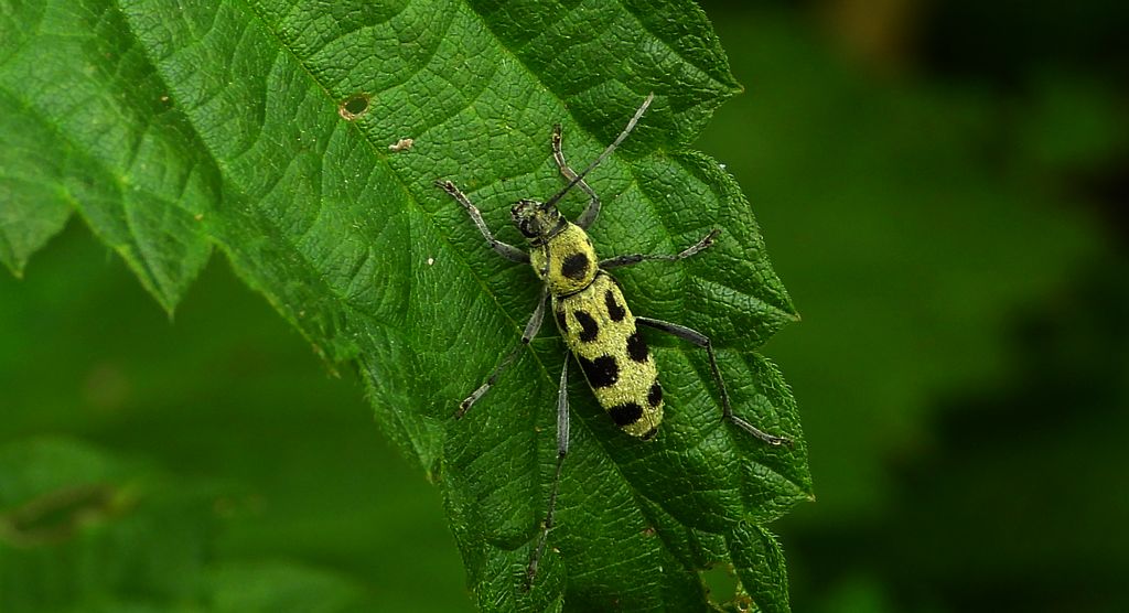 Tryk lipowy, tryk zielony (Chlorophorus herbstii)
