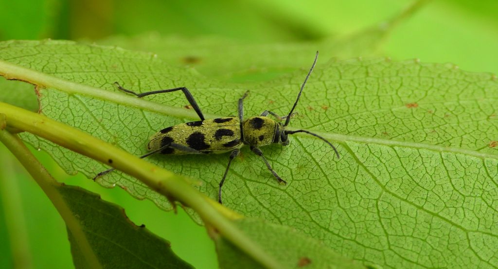 Tryk lipowy, tryk zielony (Chlorophorus herbstii)