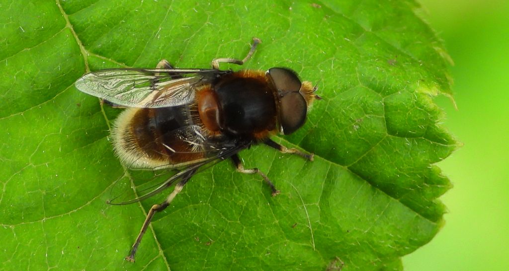 Gnojka trzmielowata (Eristalis intricarius)