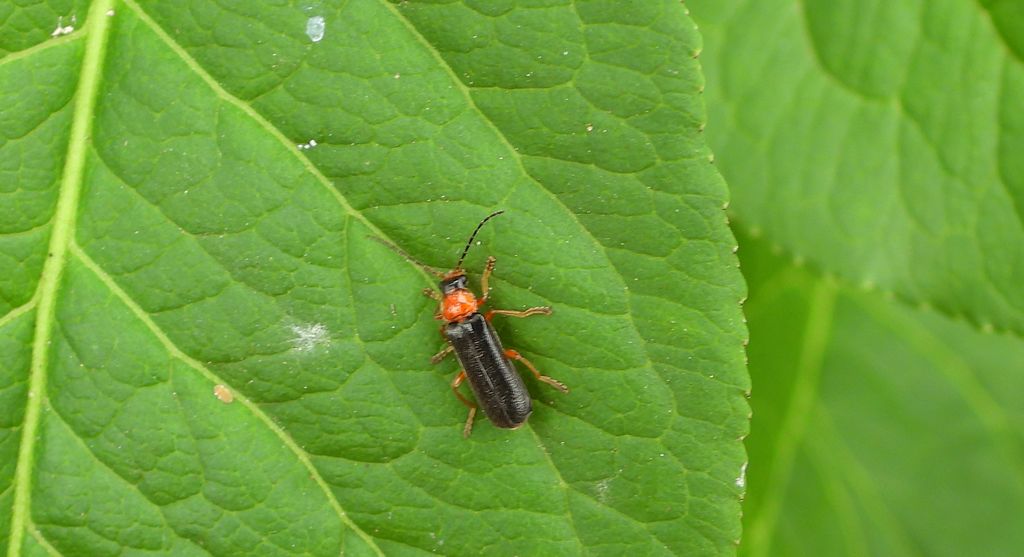 Omomiłek rajski (Cantharis flavilabris)