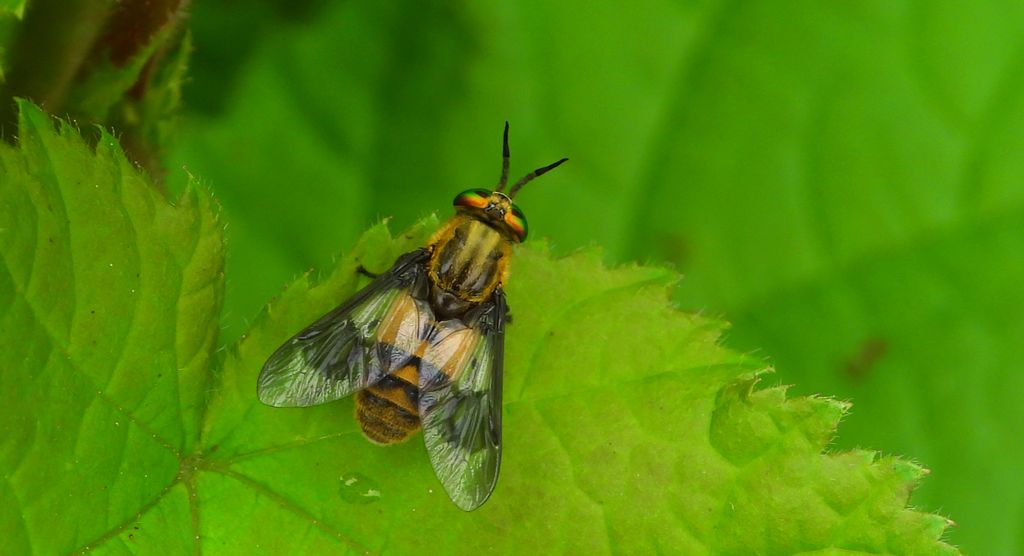 Ślepak złocisty (Chrysops divaricatus)