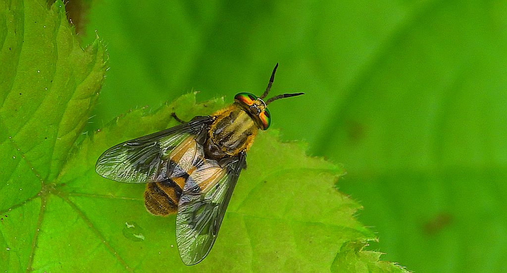 Ślepak złocisty (Chrysops divaricatus)